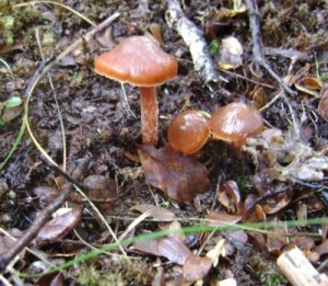 ... some interesting fungi.
