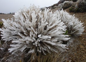 Icy tussock - and in the distant background, icy trampers