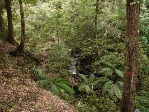 The tree fern gully