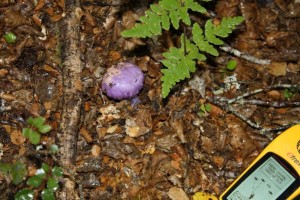 The purple fungi on the trackside