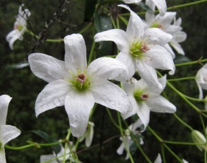 Native clematis in perfect flower. Photo Keith Moretta