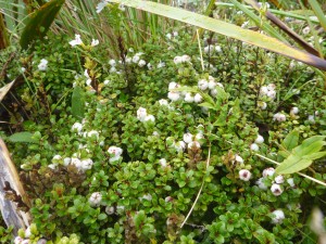The mountain snowberry - Gaultheria