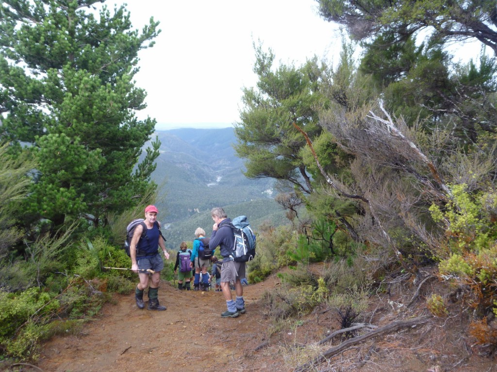 The track amongst the Pinus Contorta about to descend to the Donald River
