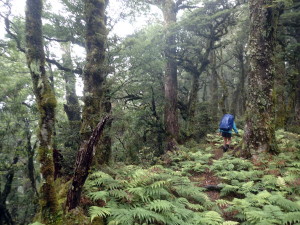 The Manuoha to Sandy Bay ridgeline track with green fern understory