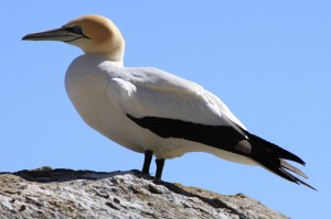 Lonely gannet waiting for his mate