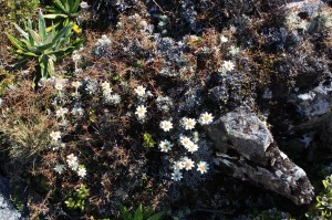 Sub alpine plants in flower