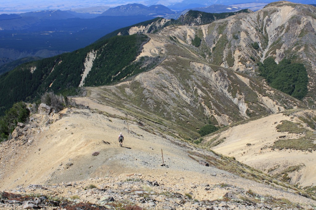 Descending Mad Dog Hill, pinus contorta on the eastern slopes, and erosion on the western slopes