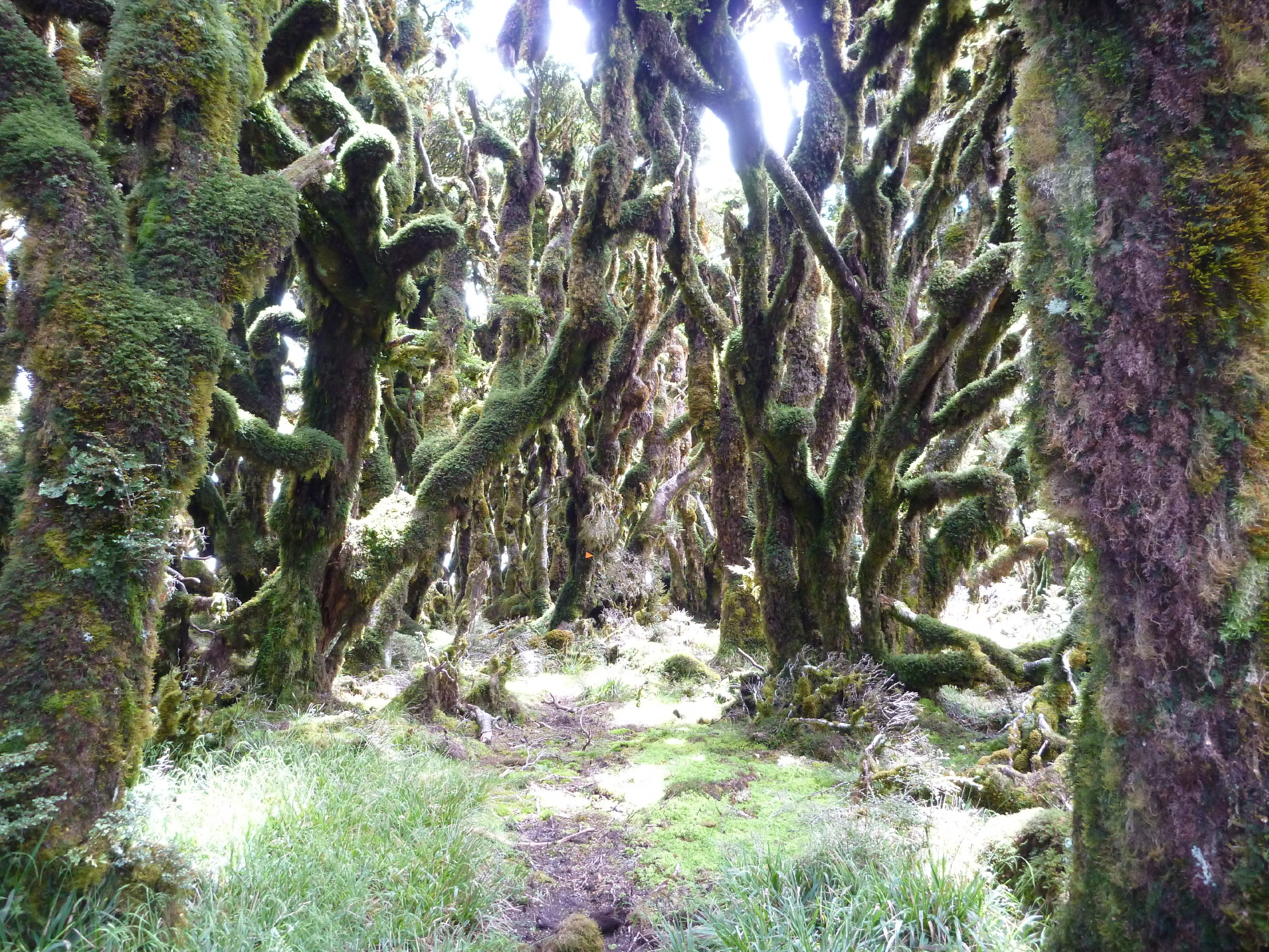 The Tolkein like Goblin forest near Manuoha Hut