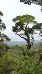 The distant view of Lake Waikareiti through the beech trees