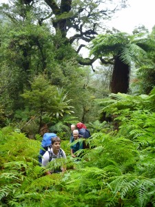 The bush track, with ferns, tawa, and beech trees in the forest