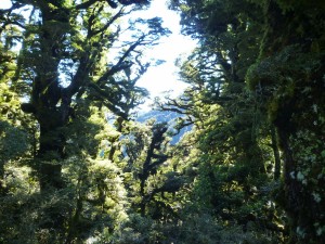 A glimpse through the trees at sunshine on the Te Hoe track