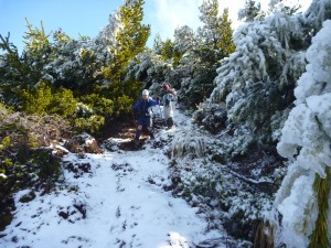 John D and Eileen descending from the tops, through snow laden pinus contorta