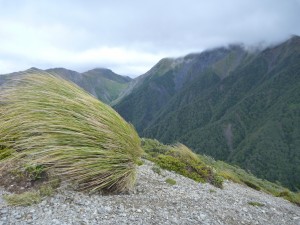 The view south-west to Waipawa Saddle, with the tops in cloud, and horizontal tussock