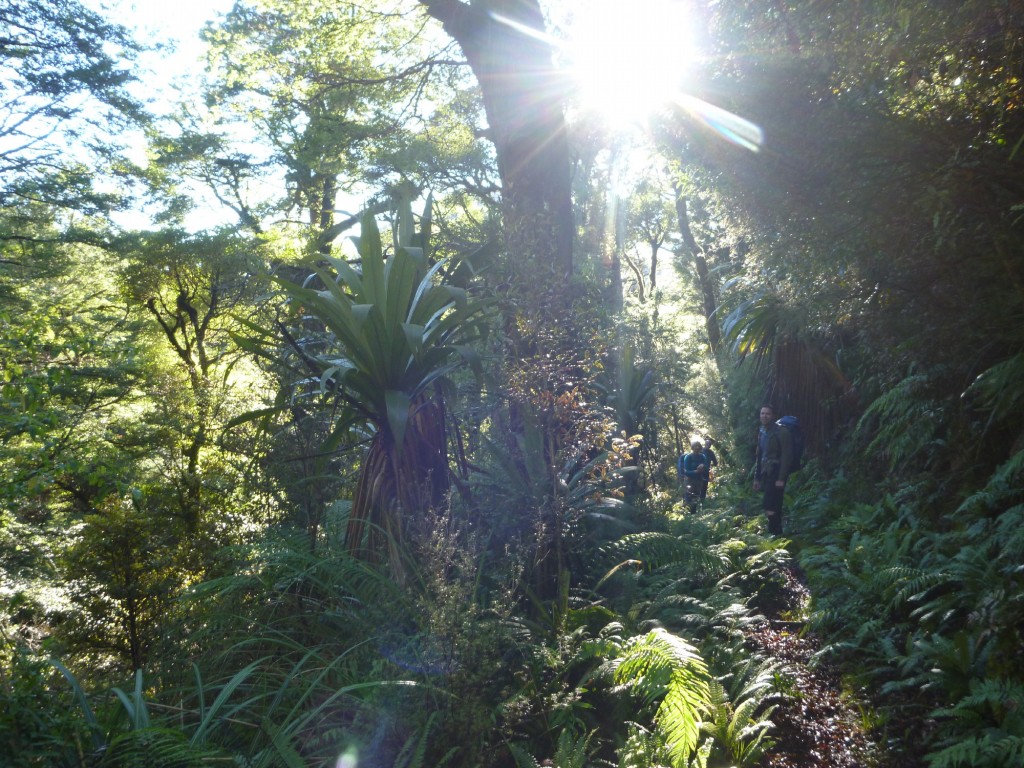 The Whirinaki bush track, with glinting sunshine