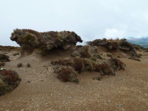 The sandy Hogget landscape