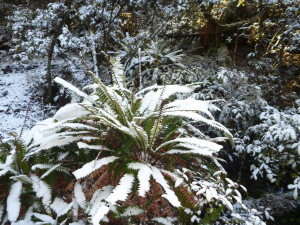 Snow-covered ferns and bush looked delightful