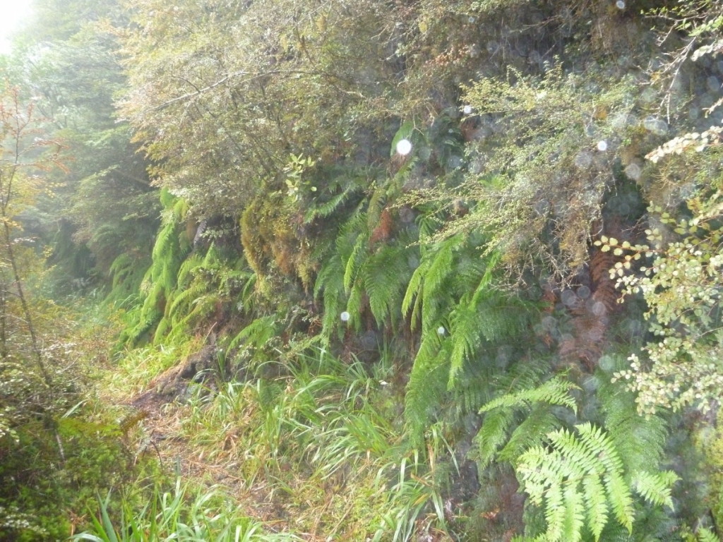 Dripping wet ferns lines the track 