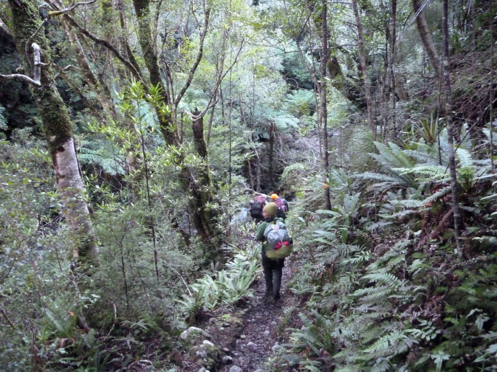 The bush track heading for the first creek on Sunday morning