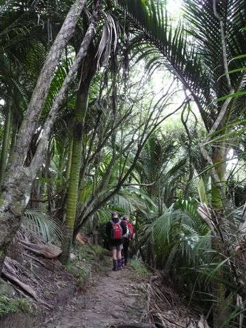The unusual coastal Nikau palm groves of Waipatiki