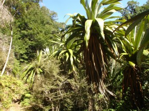 Mountain cabbage trees along the route